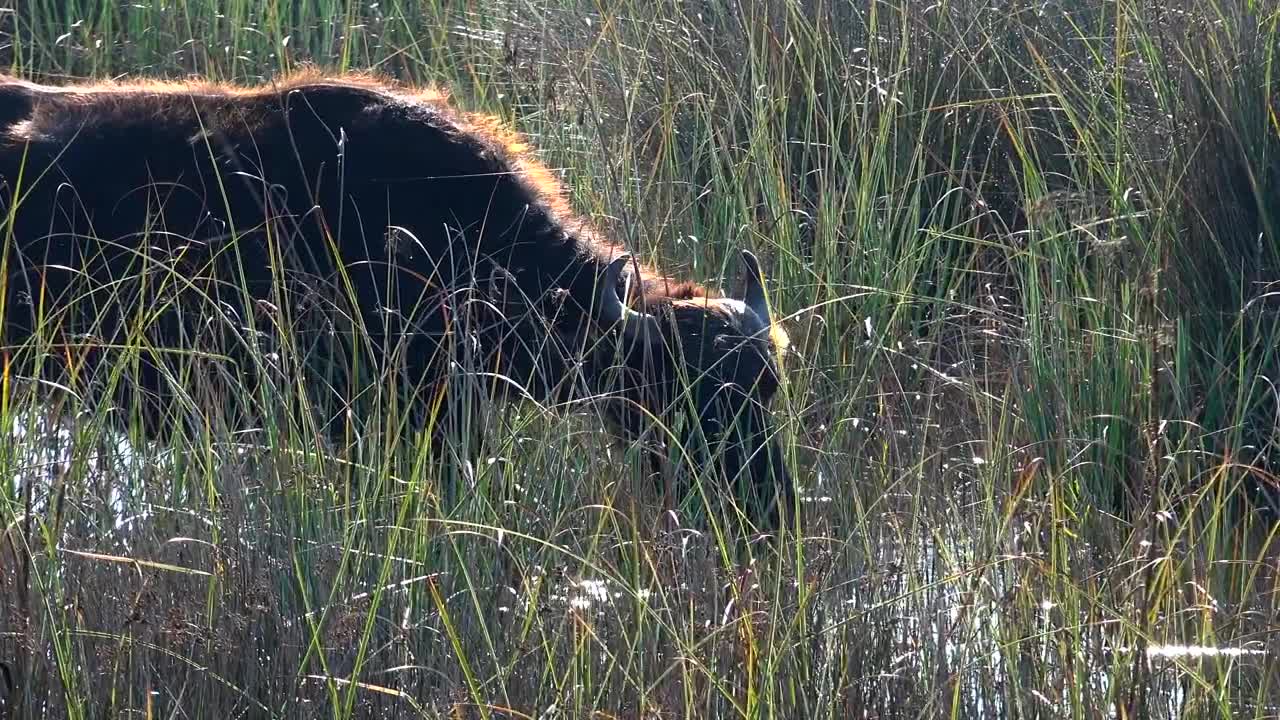 A Buffalo is drinking water in the swamp