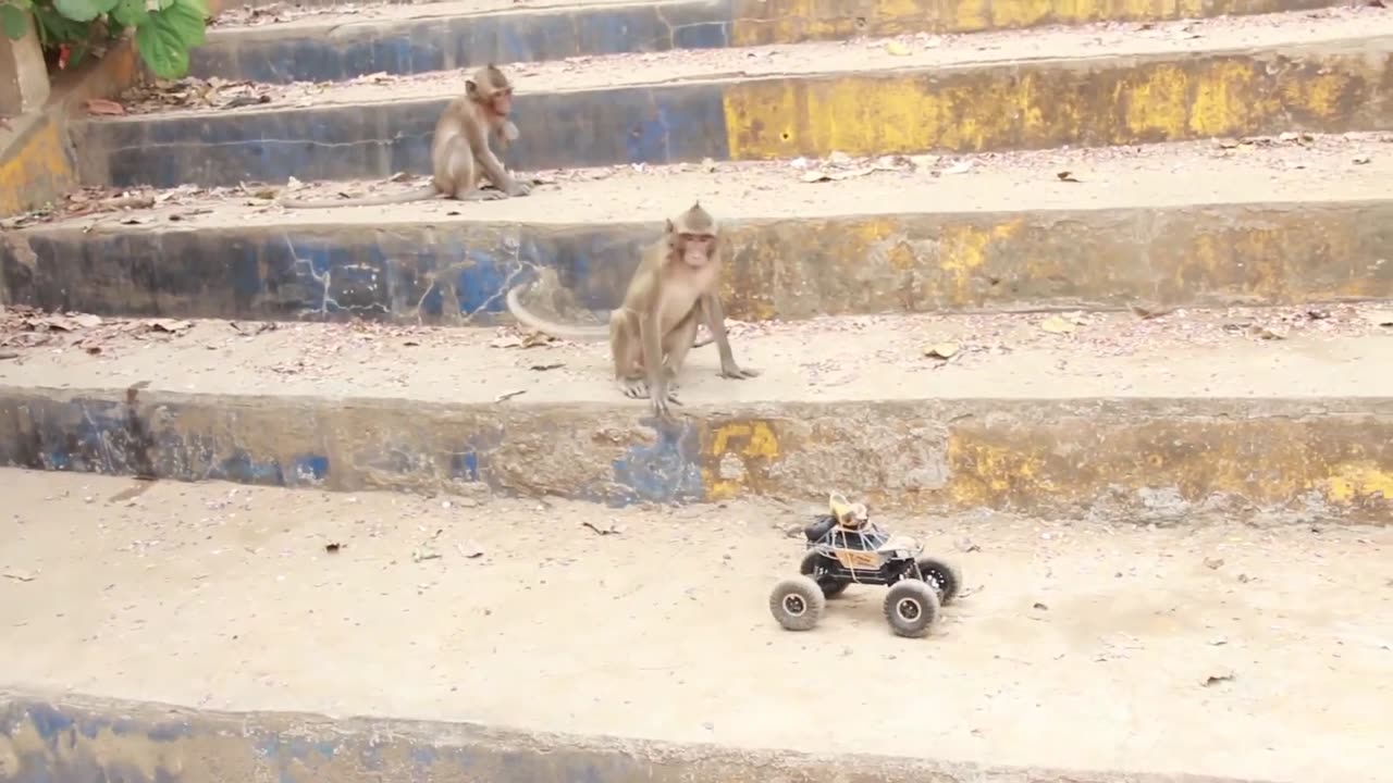 Toy- Car & Monkeys