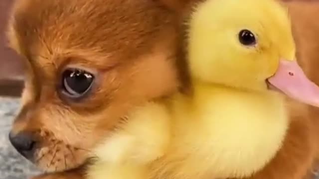 CUTE PUPLE WITH THE DUCK