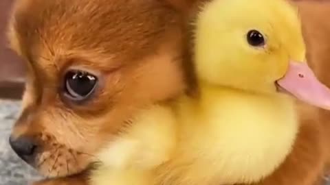 CUTE PUPLE WITH THE DUCK