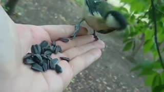 Titmice feast on sunflower seeds.