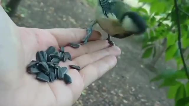 Titmice feast on sunflower seeds.