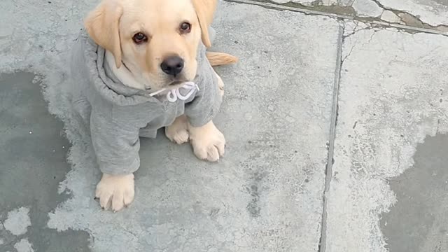 Dog train