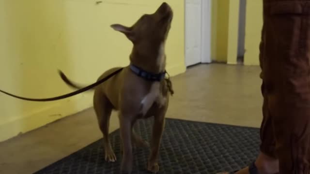 21 Games To Improve A Dog's Intelligence And Behavior