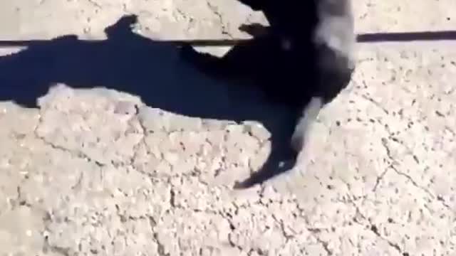Dog hits head on pole while jumping