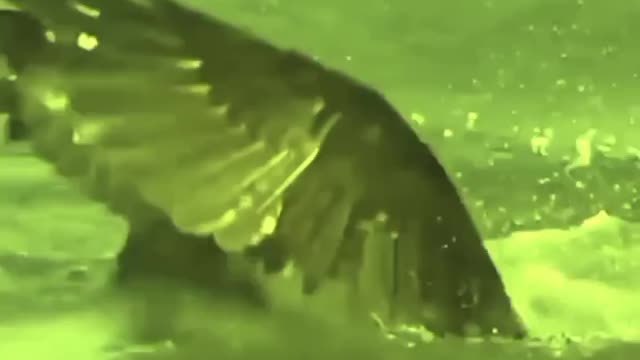 Strange Eagle Attack Under Sea