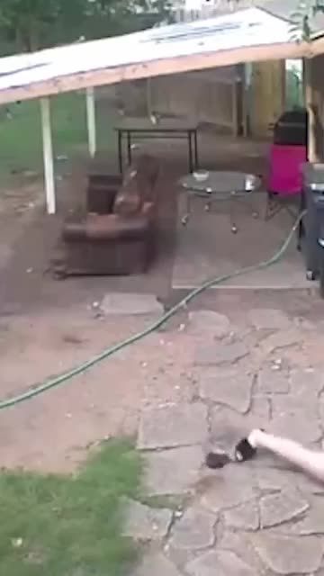 Hillarious pets fail! March edition!