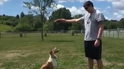 Black dog jumps over dog to try and touch hand of owner