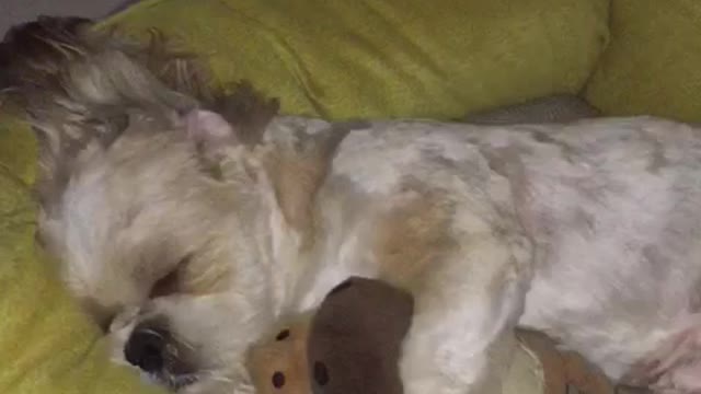 Du sleeping in his bed with his teddy bear!