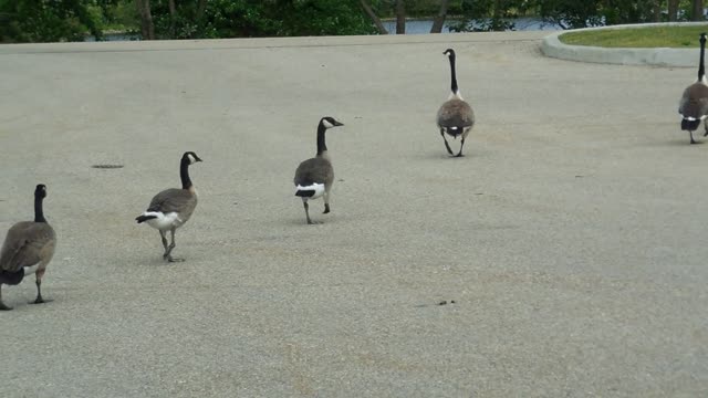 Ducks crossing Streets In Car Stop