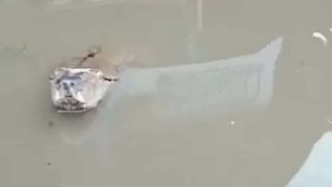 The giant python is swimming