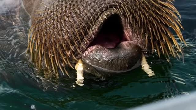 Norway euthanizes Freya, the 1,300-pound walrus who rose to fame for sinking boats