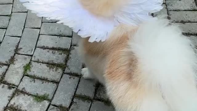 Caught a glimpse of a dog's true form, when he forgot to hide his wings