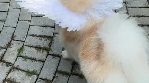 Caught a glimpse of a dog's true form, when he forgot to hide his wings