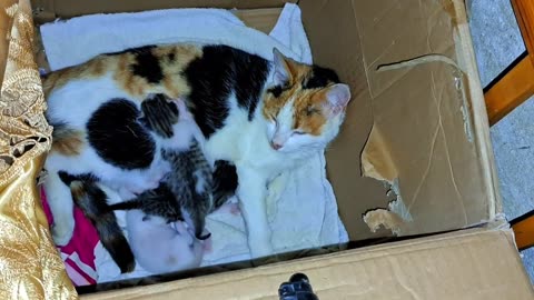 Baby Kitten meows because I hold the kitten in my hand 🥰 Mother gives milk to her kittens.