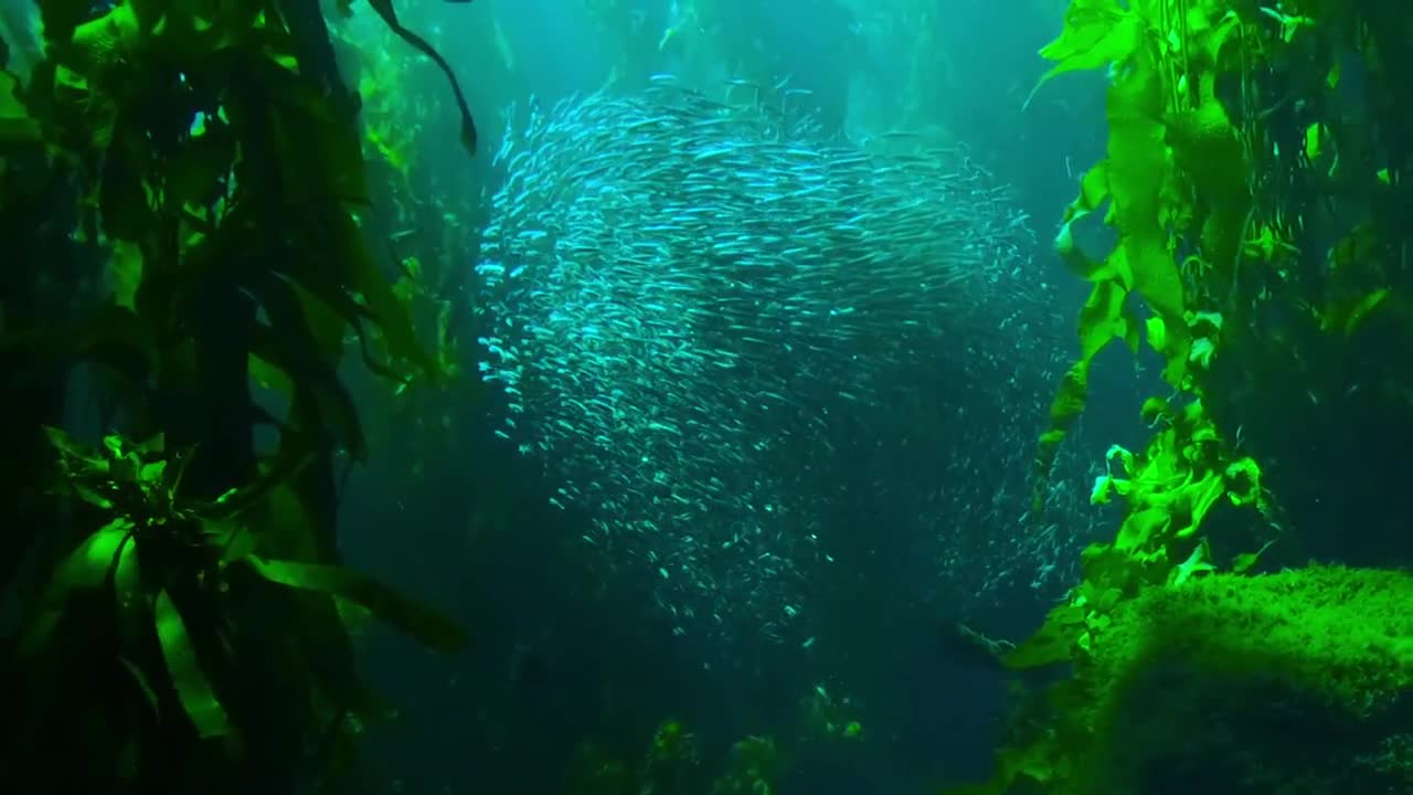 The largest fish gathering at the bottom of the sea, a very beautiful view