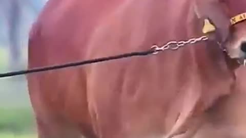 Animal Transformation #trending #viral #funny #animals