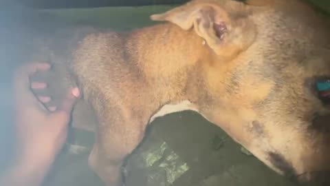 Sick Dog #doglover #rescuestraydogs #cat #animals #instastrays