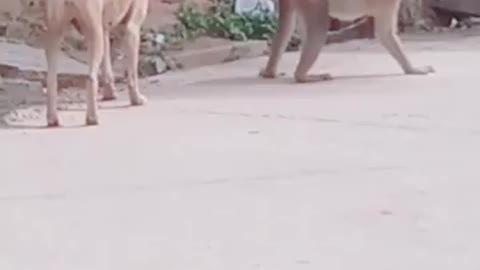 Rumble Funny moments captured on camera ||Dog vs Monkey