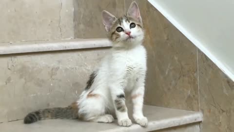 .Cute kitten _ Cutest cats and kittens videos 2022 _ #12 _ Funny cats