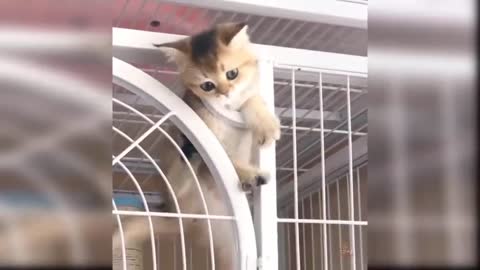 Funny cats funny 2021