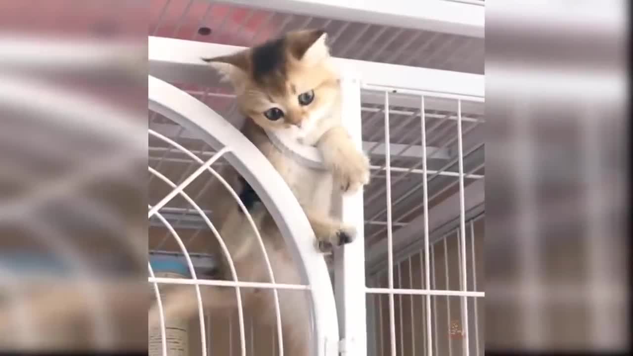 Funny cats funny 2021