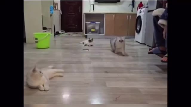Super hero cats 2021