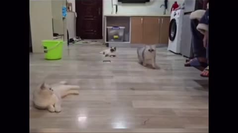 Super hero cats 2021