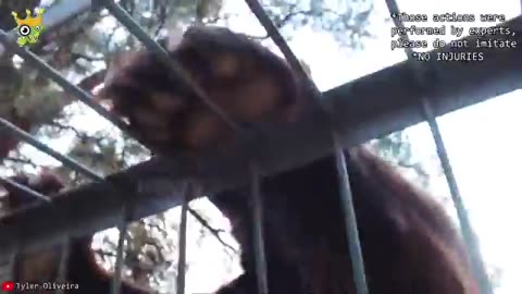 OmG 😱😱 funny animals video