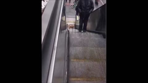 Dog escalator funny sweet