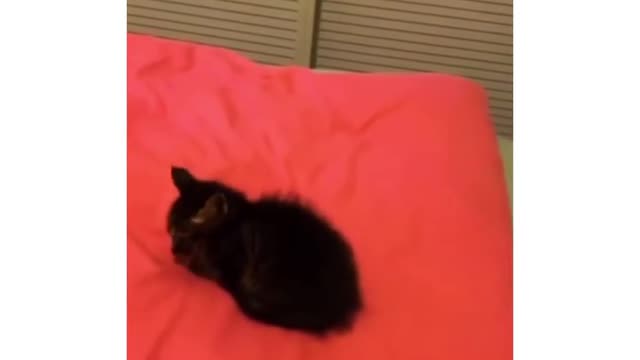 Funny animals