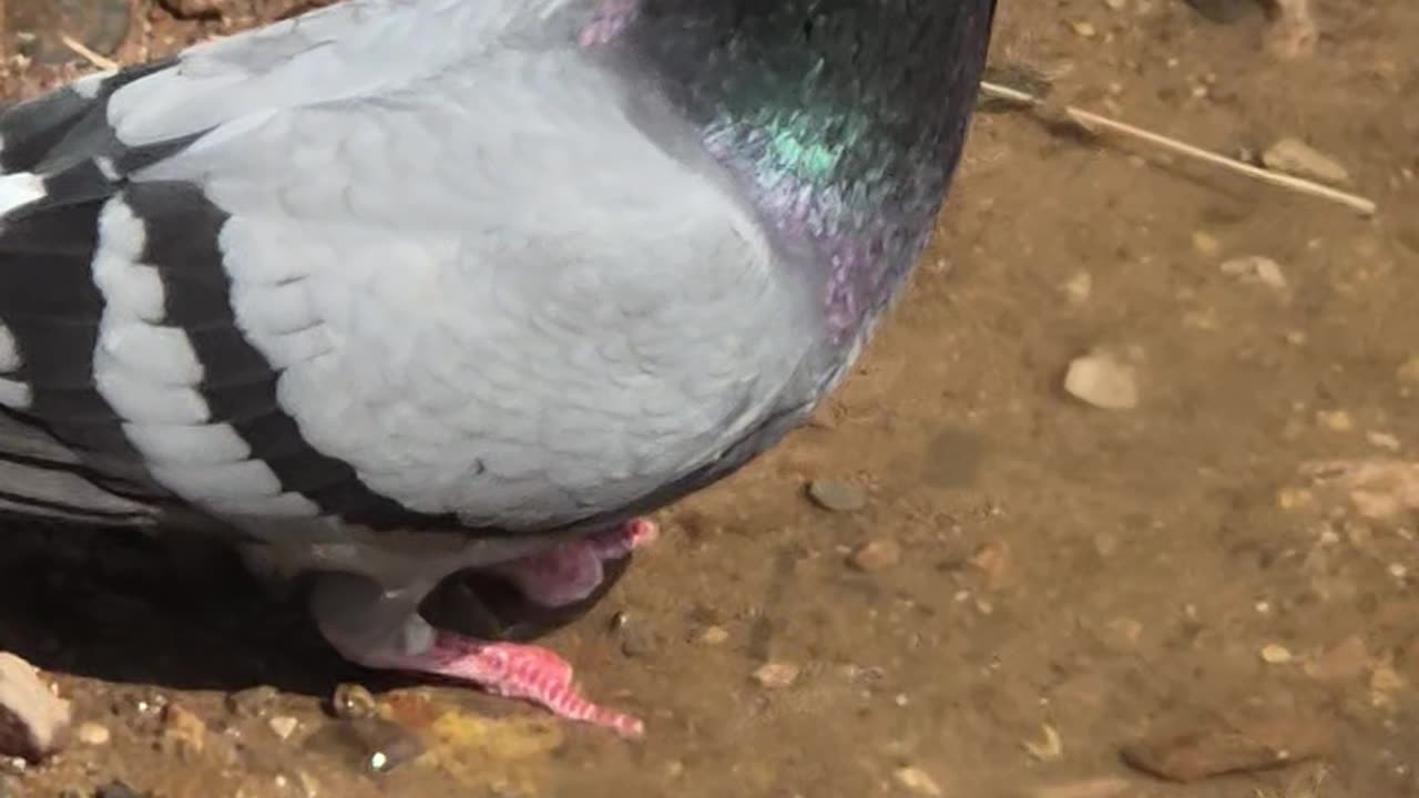 Cute pigeon