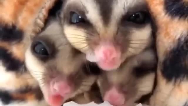 Animals SOO Cute! Cute baby animals Videos Compilation cutest moment of the animals #4