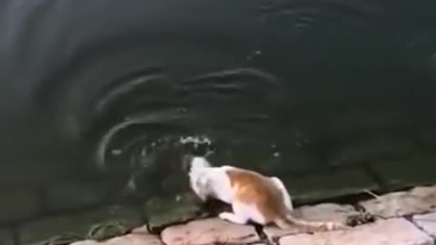 Funny cat #catlover patient cat eats the fastest fish