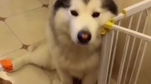 The life of Cute and Funny Husky Puppies