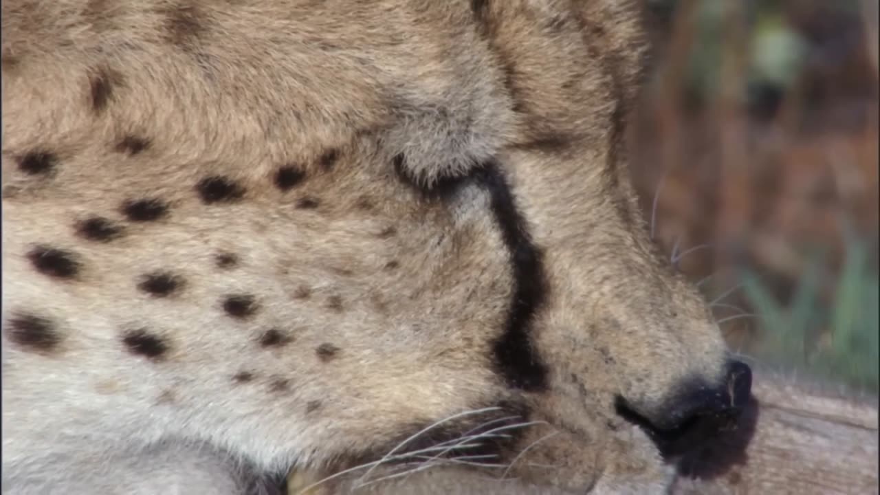 Three Cheetahs Vs Ostrich -Wild Life.HD.