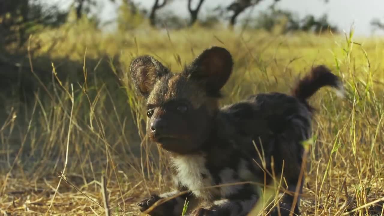 Robotic Spy Puppy Meets Wild Dogs