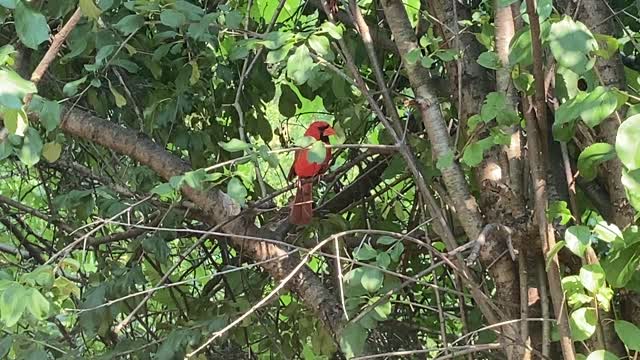 Red-Tailed squirrel and Cardinal