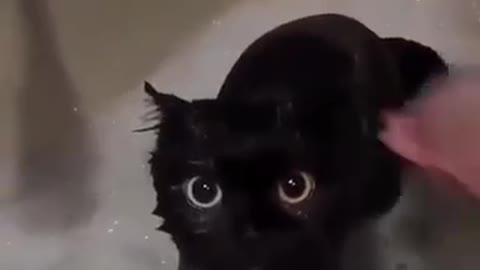 Cute Cat that looks like Night Fury Toothless Taking a bath