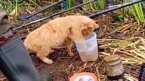 Funny Animal Videos 2024 Best Dogs And Cats Videos 😺😍 #14