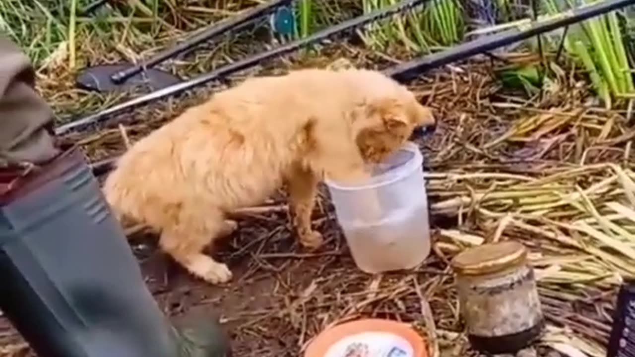 Funny Animal Videos 2024 Best Dogs And Cats Videos 😺😍 #14