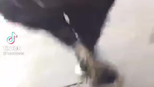 🤦🏾♂️🤦🏾♂️🤦🏾♂️(Must Watch)
