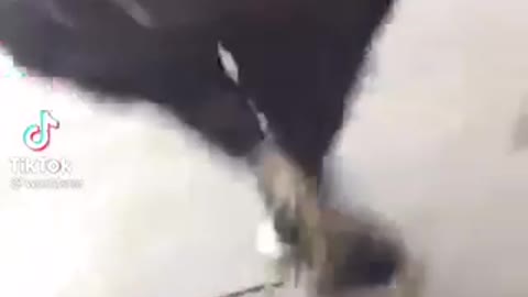 🤦🏾‍♂️🤦🏾‍♂️🤦🏾‍♂️(Must Watch)