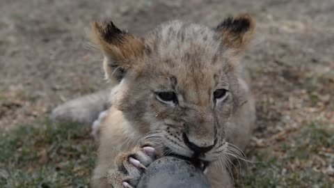 Lion Cub Chewing On An Army Boot