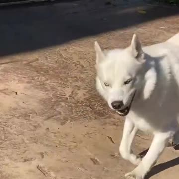 👆Lovely Puppy😍