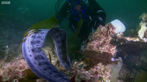 Meeting the Incredible WOLF EEL | Deadly 60 | BBC Earth