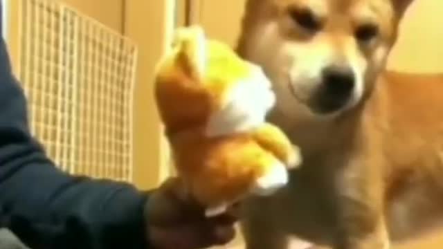 Dog Imitating the Sound of a Toy