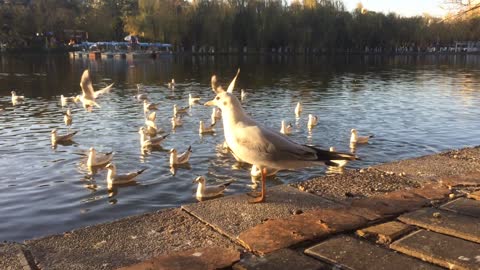 Seagulls at Kunming, China