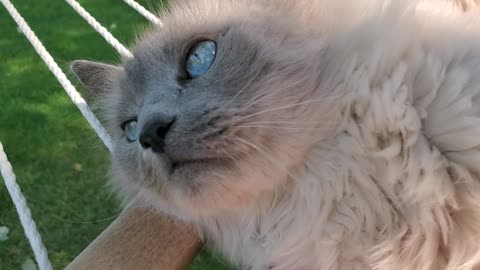 Handsome Cat Relaxing in the Hammock