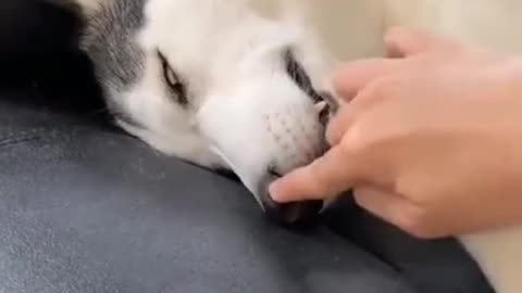 CUTEST HUSKY 😍😍 CUTE DOG VIDEO